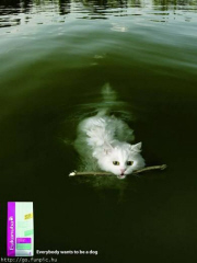 Cat fetching in water